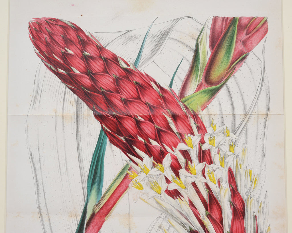 Set of Nine Botanical Lithograph Prints after Louis Van Houtte