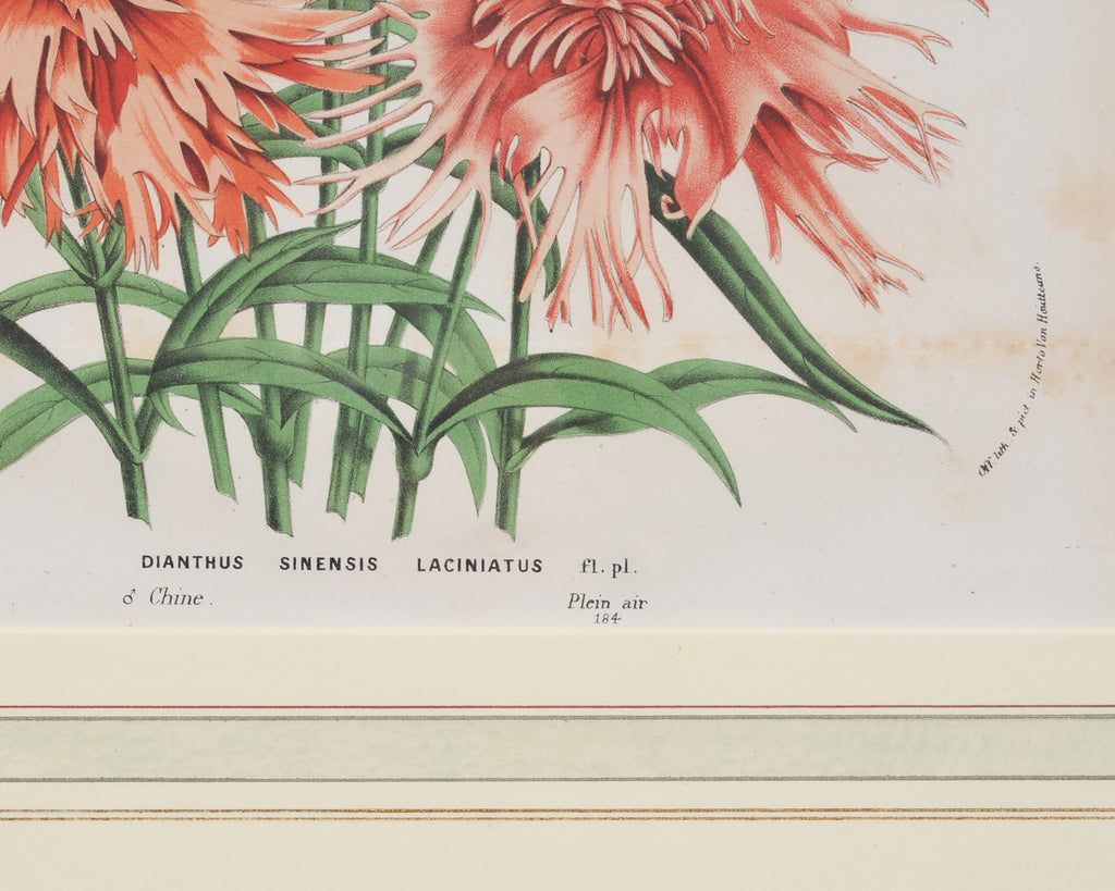 Set of Nine Botanical Lithograph Prints after Louis Van Houtte