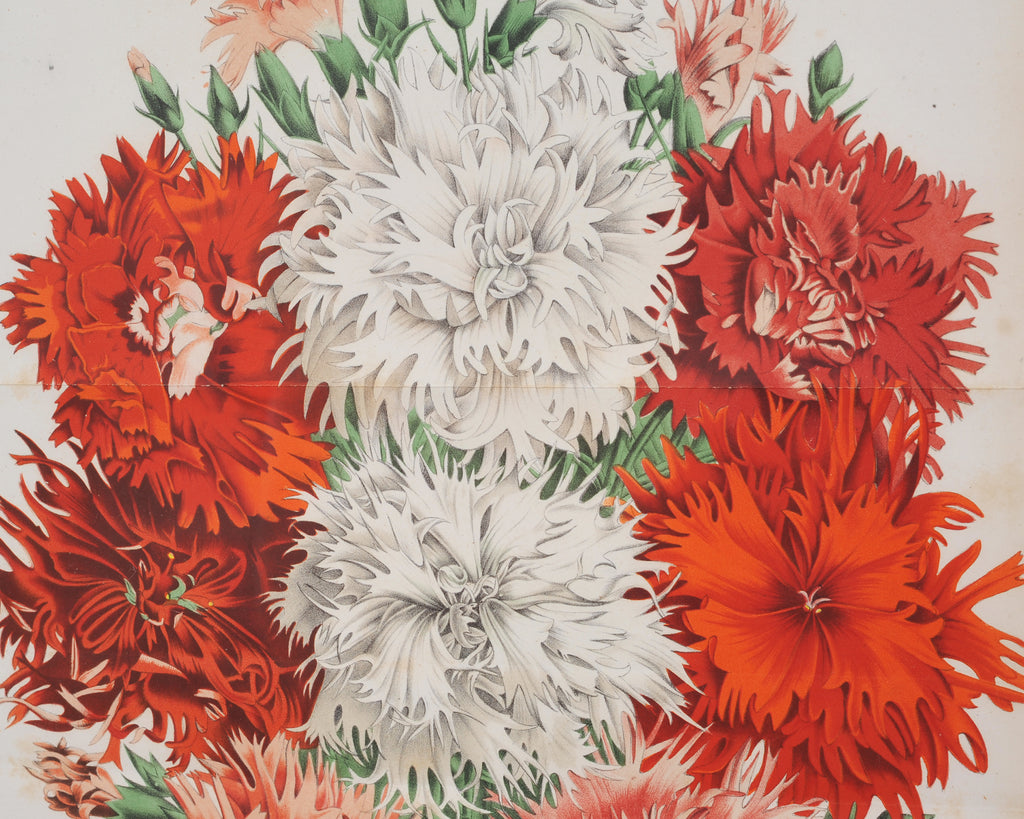 Set of Nine Botanical Lithograph Prints after Louis Van Houtte