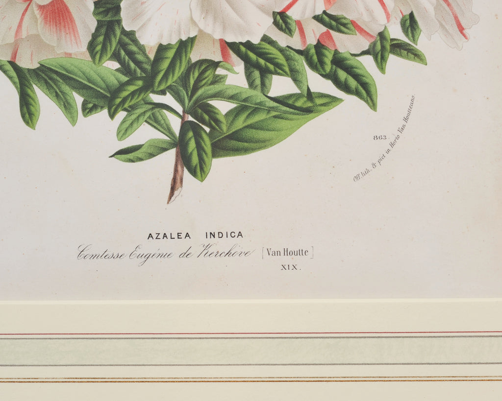 Set of Nine Botanical Lithograph Prints after Louis Van Houtte