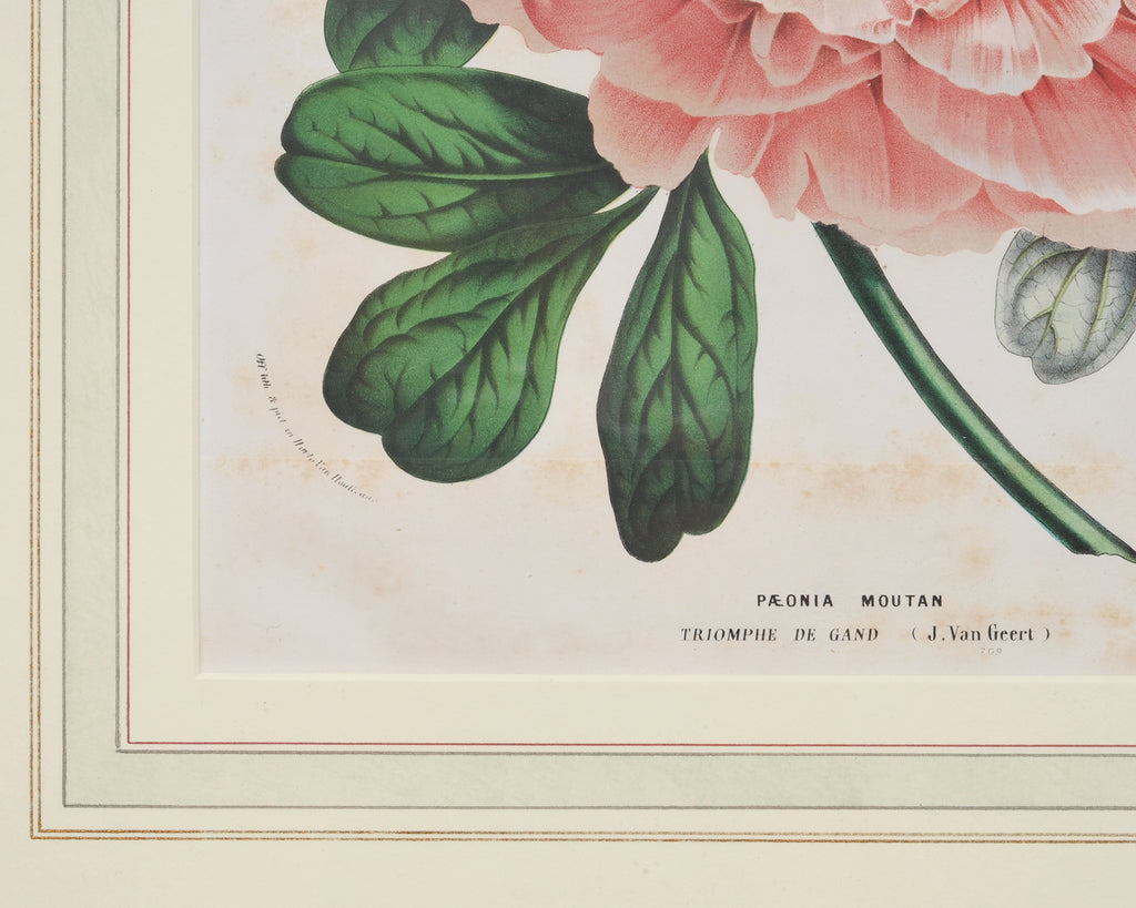 Set of Nine Botanical Lithograph Prints after Louis Van Houtte