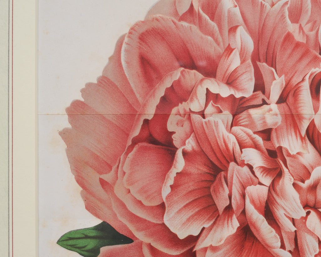 Set of Nine Botanical Lithograph Prints after Louis Van Houtte