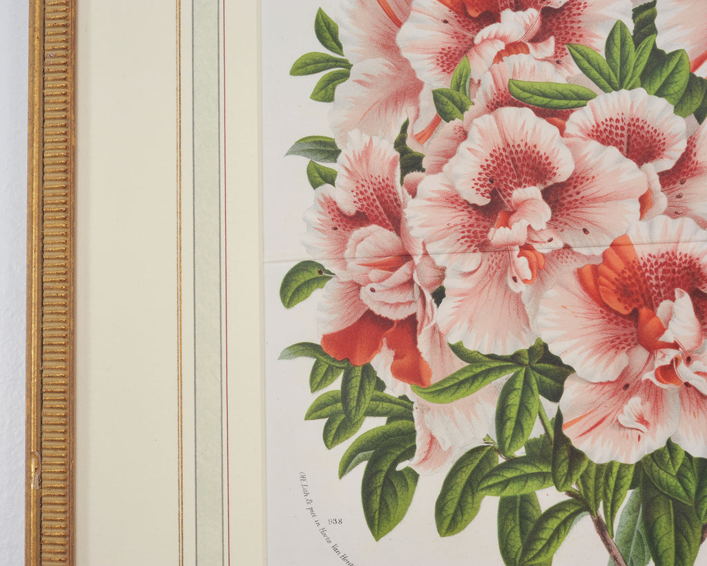 Set of Nine Botanical Lithograph Prints after Louis Van Houtte