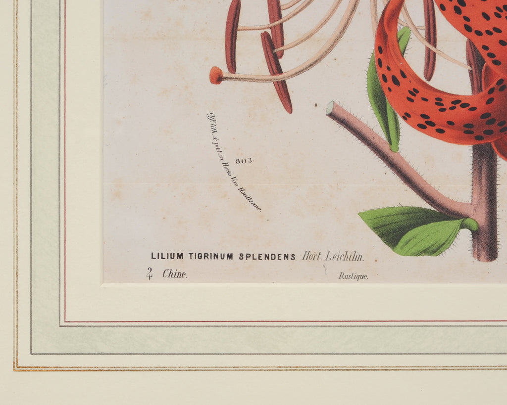 Set of Nine Botanical Lithograph Prints after Louis Van Houtte