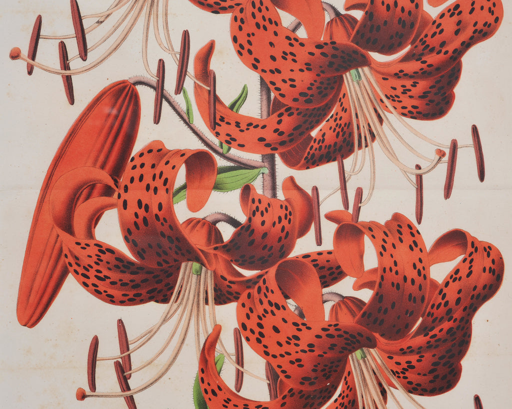Set of Nine Botanical Lithograph Prints after Louis Van Houtte