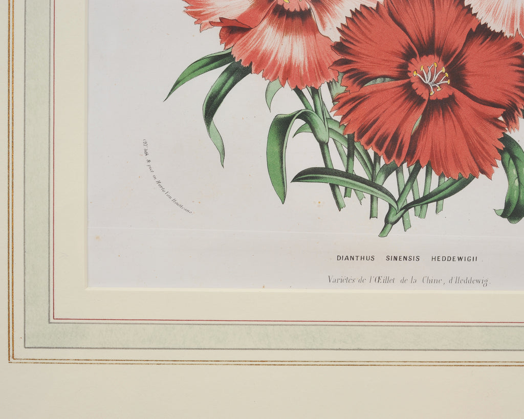 Set of Nine Botanical Lithograph Prints after Louis Van Houtte