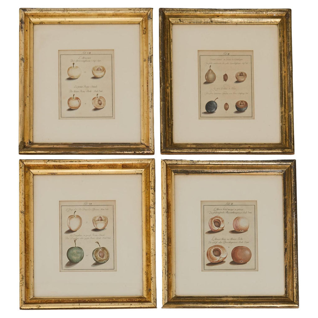 19th Century Set of Four French Colored Prints of Prunus