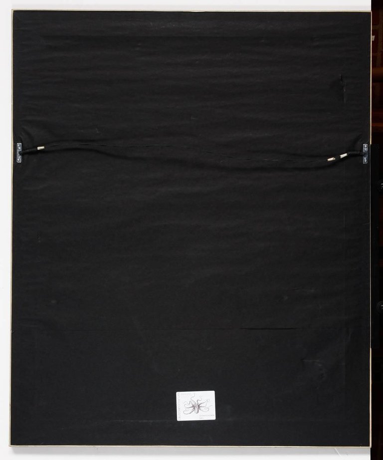 18th Century Botanical Seaweed Print from Natural Curiosities