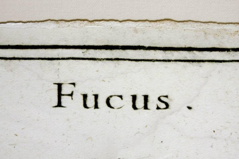 18th Century Botanical Seaweed Print from Natural Curiosities