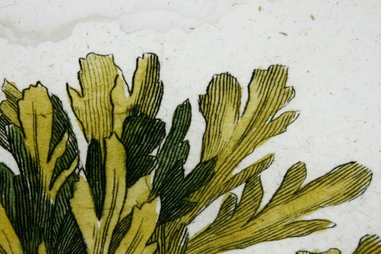 18th Century Botanical Seaweed Print from Natural Curiosities