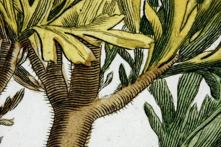 18th Century Botanical Seaweed Print from Natural Curiosities