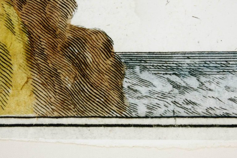 18th Century Botanical Seaweed Print from Natural Curiosities