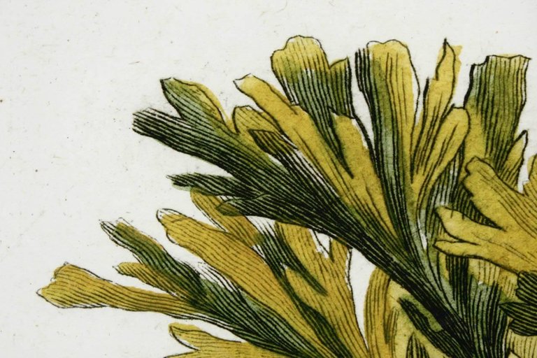 18th Century Botanical Seaweed Print from Natural Curiosities
