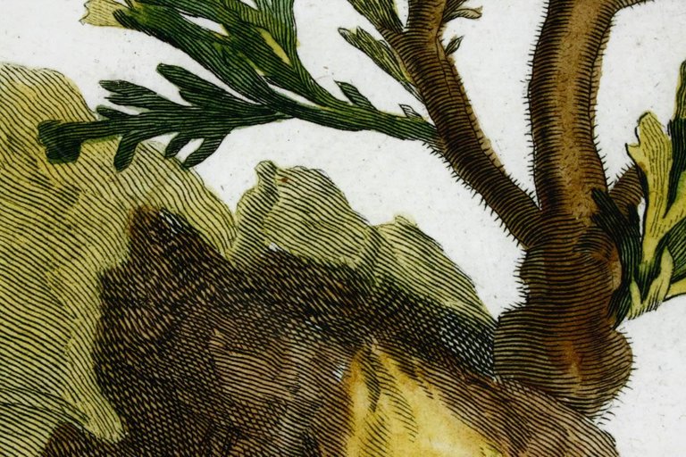 18th Century Botanical Seaweed Print from Natural Curiosities