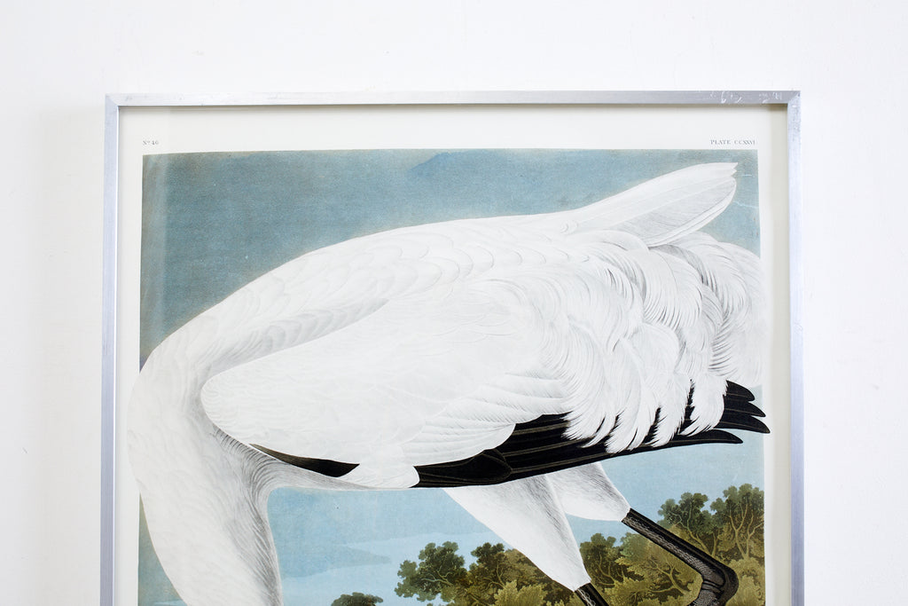 Audubon Whooping Crane Plate #226 Havell Oppenheimer Edition