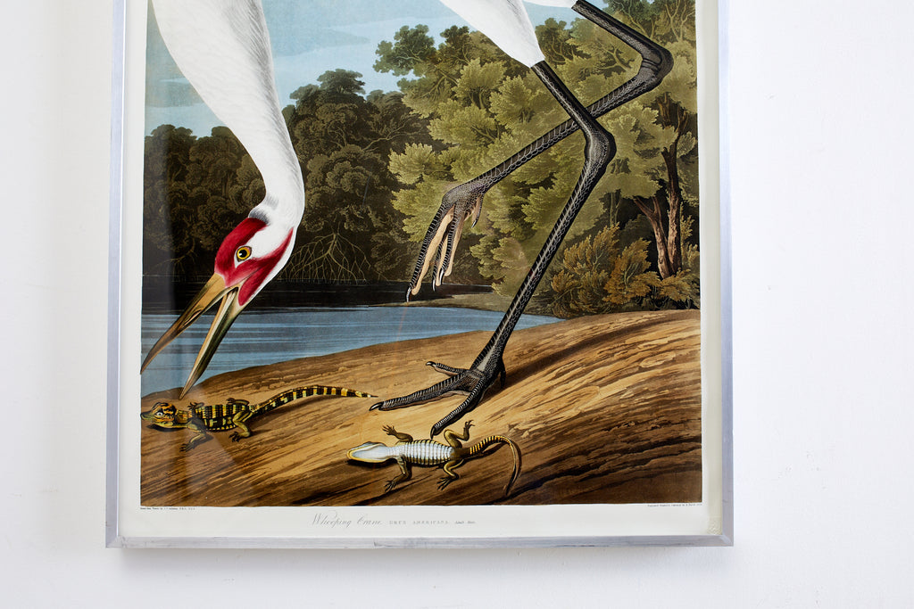 Audubon Whooping Crane Plate #226 Havell Oppenheimer Edition