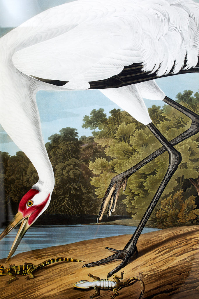 Audubon Whooping Crane Plate #226 Havell Oppenheimer Edition