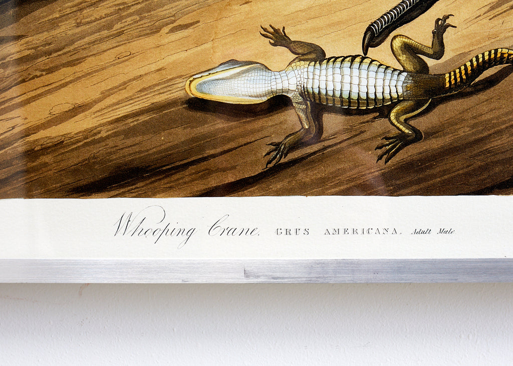 Audubon Whooping Crane Plate #226 Havell Oppenheimer Edition