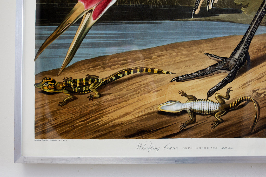 Audubon Whooping Crane Plate #226 Havell Oppenheimer Edition