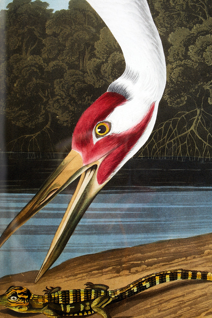 Audubon Whooping Crane Plate #226 Havell Oppenheimer Edition
