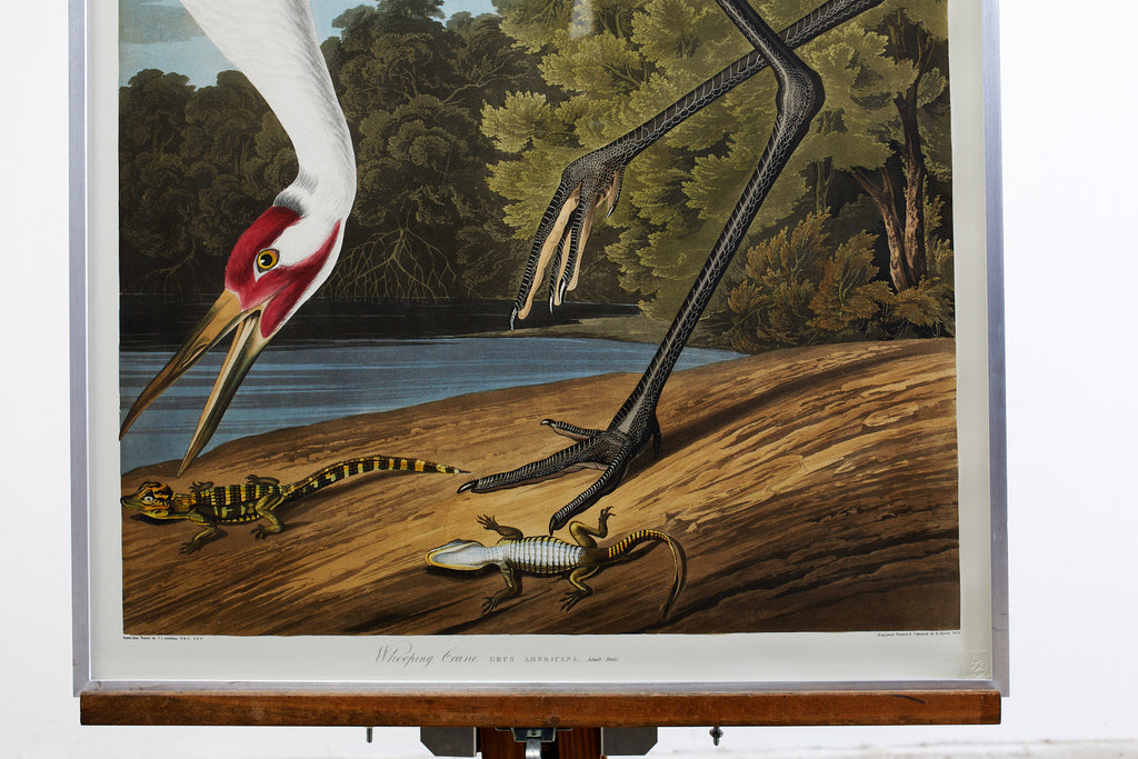 Audubon Whooping Crane Plate #226 Havell Oppenheimer Edition