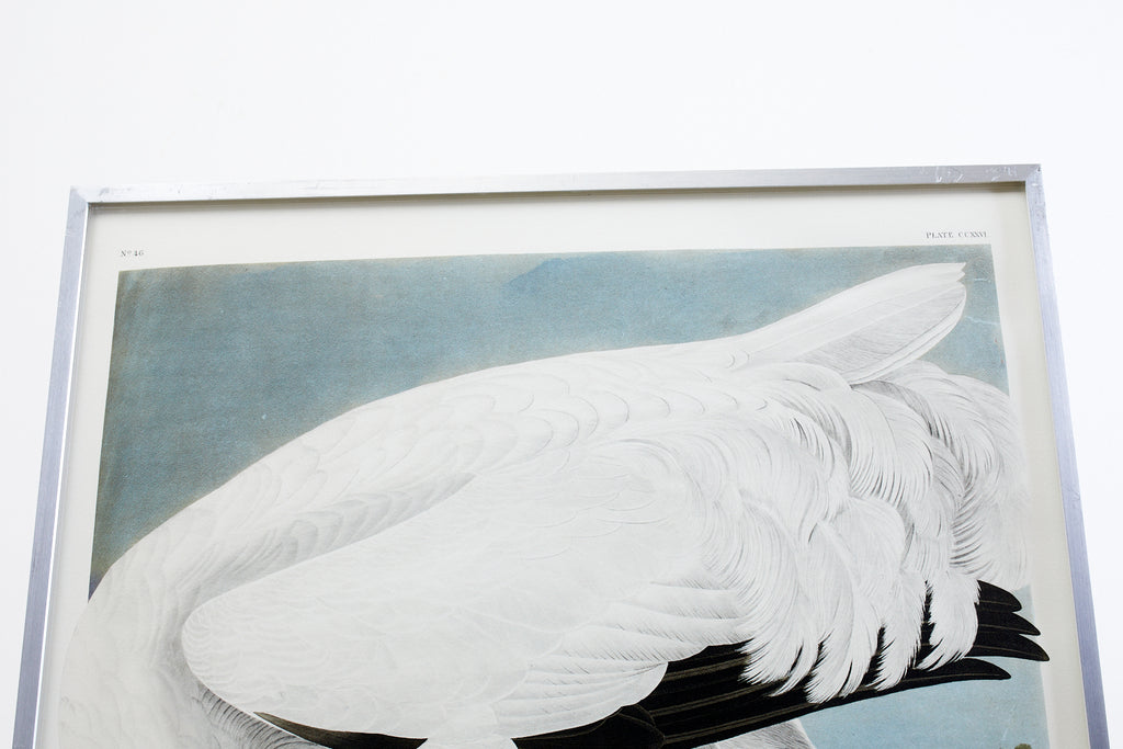 Audubon Whooping Crane Plate #226 Havell Oppenheimer Edition