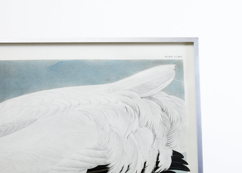 Audubon Whooping Crane Plate #226 Havell Oppenheimer Edition