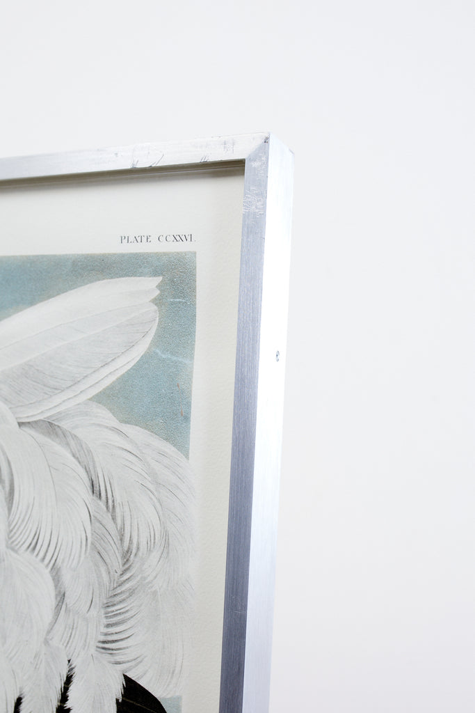 Audubon Whooping Crane Plate #226 Havell Oppenheimer Edition