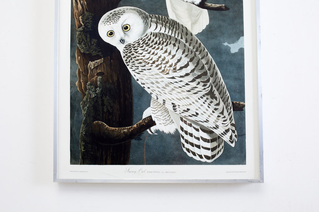 Audubon Snowy Owl Plate #121 Havell Oppenheimer Edition