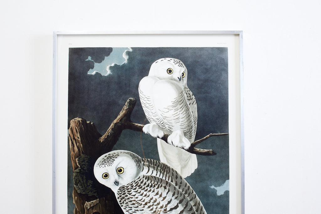 Audubon Snowy Owl Plate #121 Havell Oppenheimer Edition