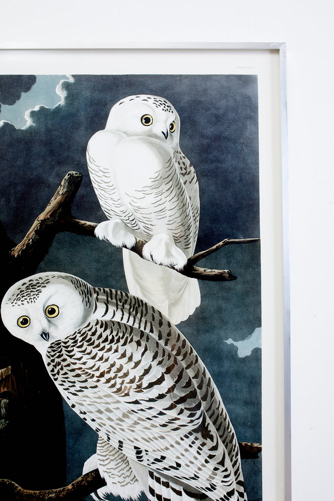 Audubon Snowy Owl Plate #121 Havell Oppenheimer Edition