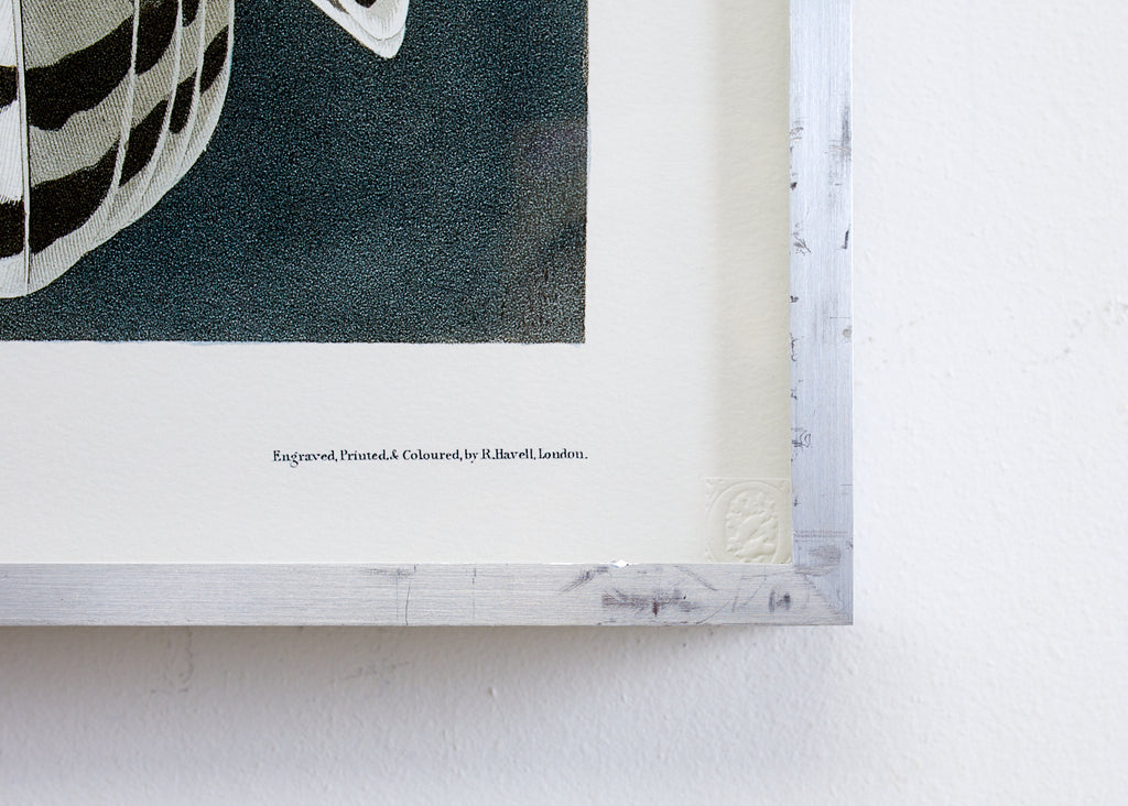 Audubon Snowy Owl Plate #121 Havell Oppenheimer Edition