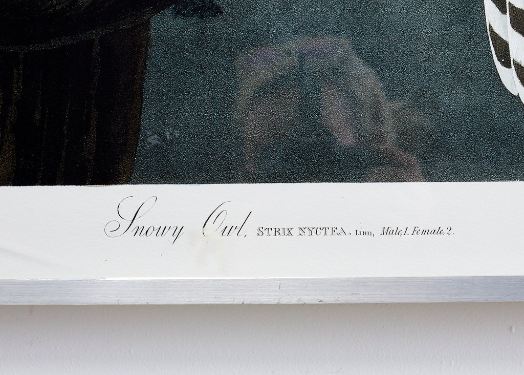 Audubon Snowy Owl Plate #121 Havell Oppenheimer Edition
