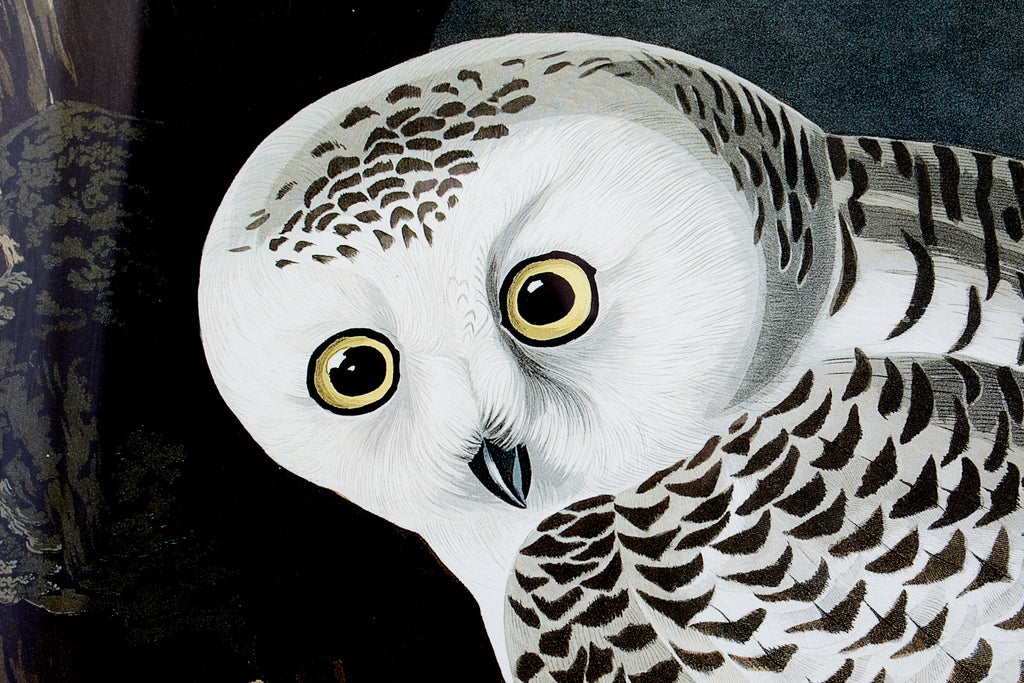 Audubon Snowy Owl Plate #121 Havell Oppenheimer Edition
