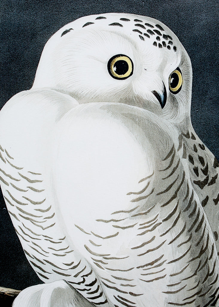 Audubon Snowy Owl Plate #121 Havell Oppenheimer Edition