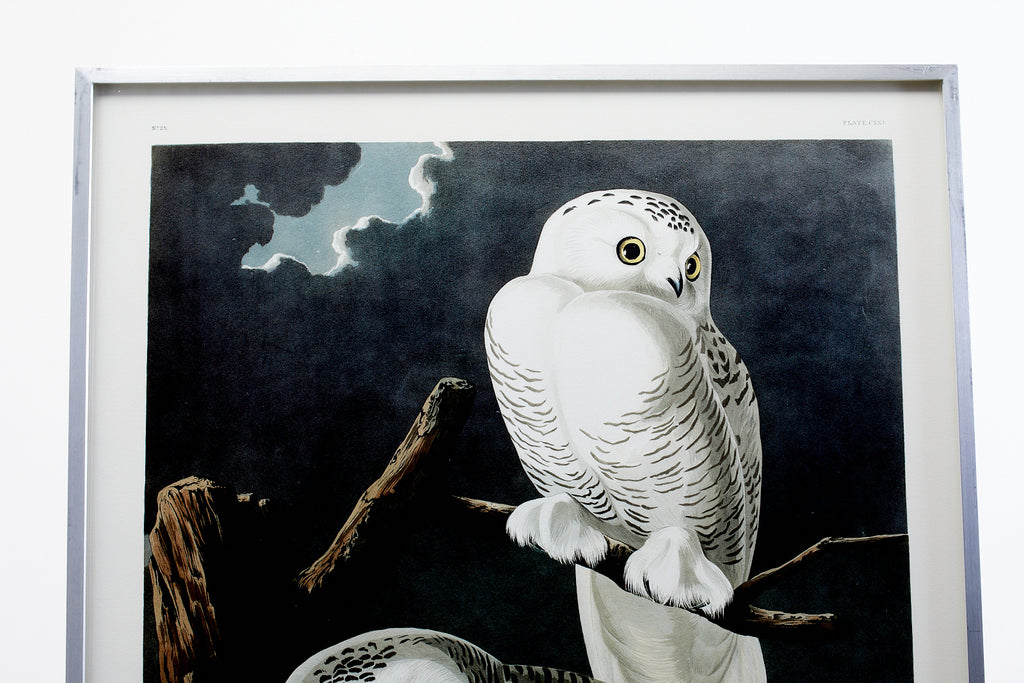 Audubon Snowy Owl Plate #121 Havell Oppenheimer Edition