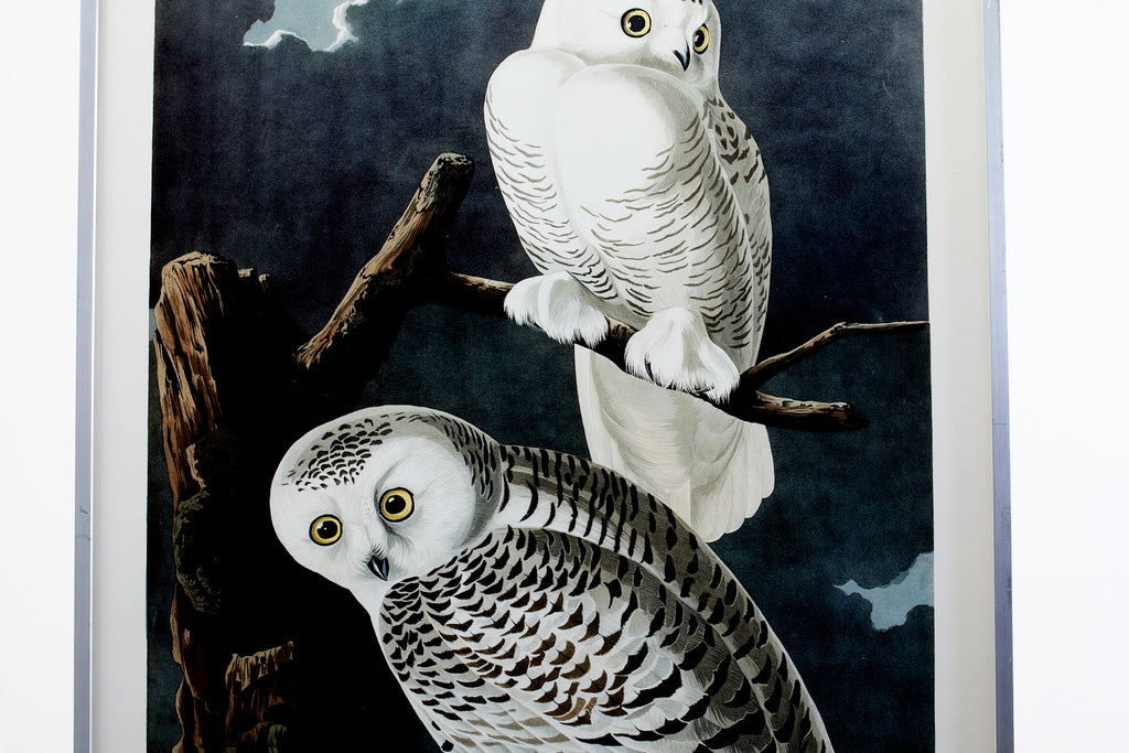 Audubon Snowy Owl Plate #121 Havell Oppenheimer Edition