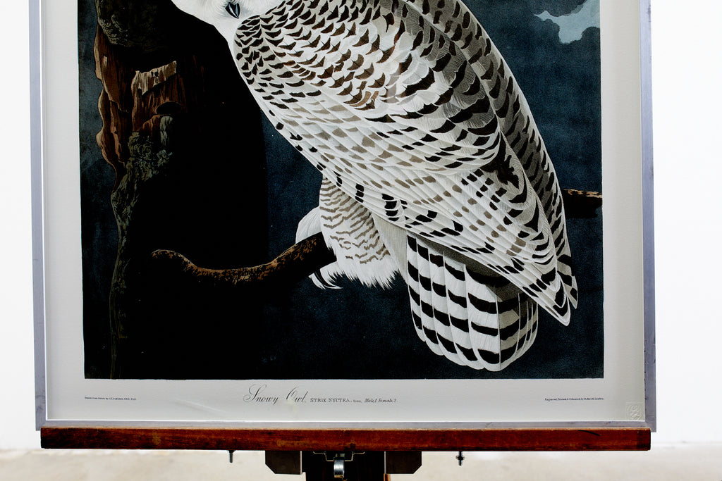 Audubon Snowy Owl Plate #121 Havell Oppenheimer Edition
