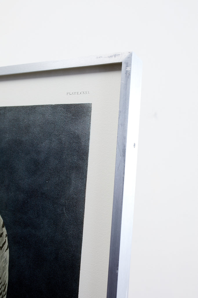 Audubon Snowy Owl Plate #121 Havell Oppenheimer Edition