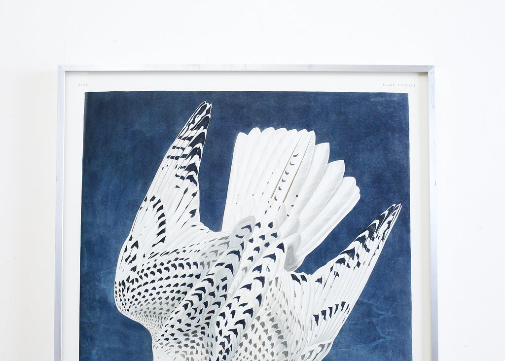 Audubon Iceland or Jer Falcon Plate #366 Havell Oppenheimer Edition