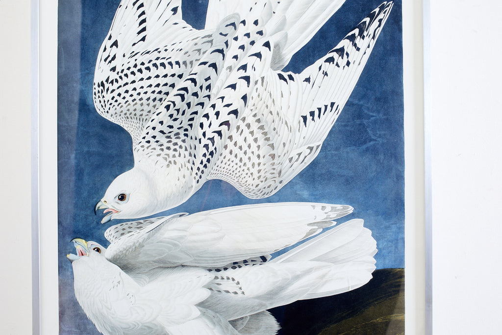 Audubon Iceland or Jer Falcon Plate #366 Havell Oppenheimer Edition
