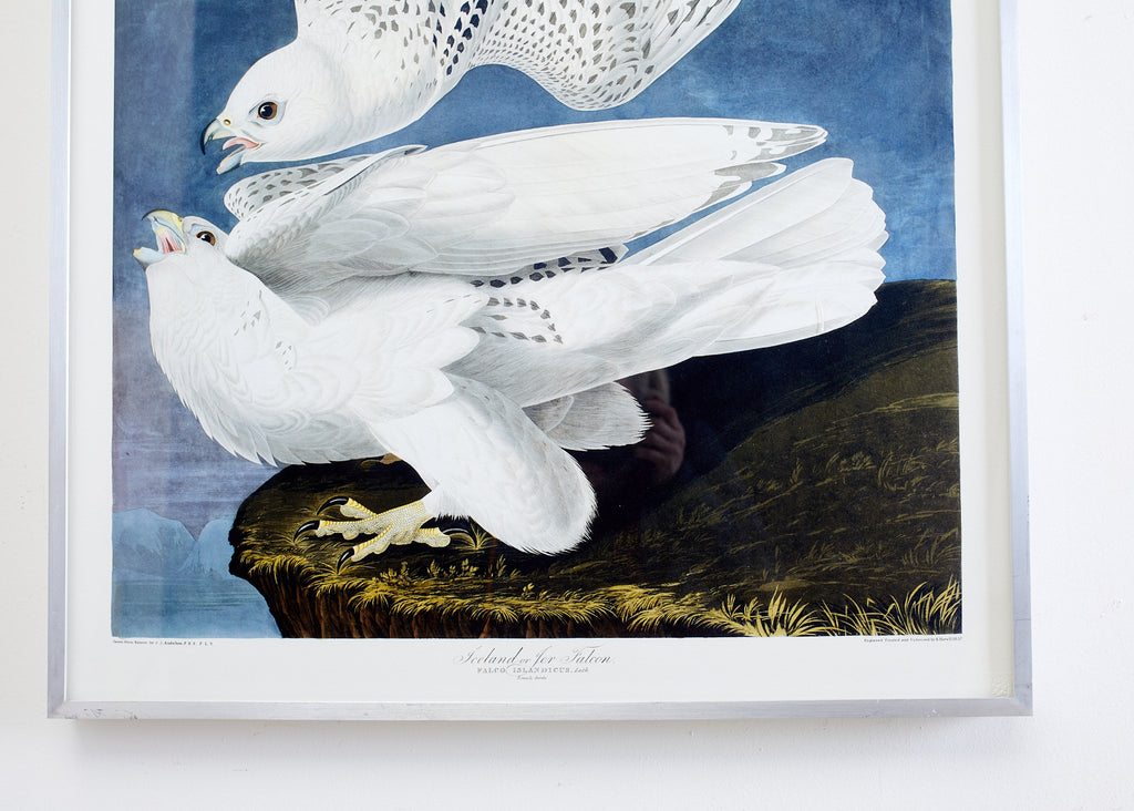 Audubon Iceland or Jer Falcon Plate #366 Havell Oppenheimer Edition