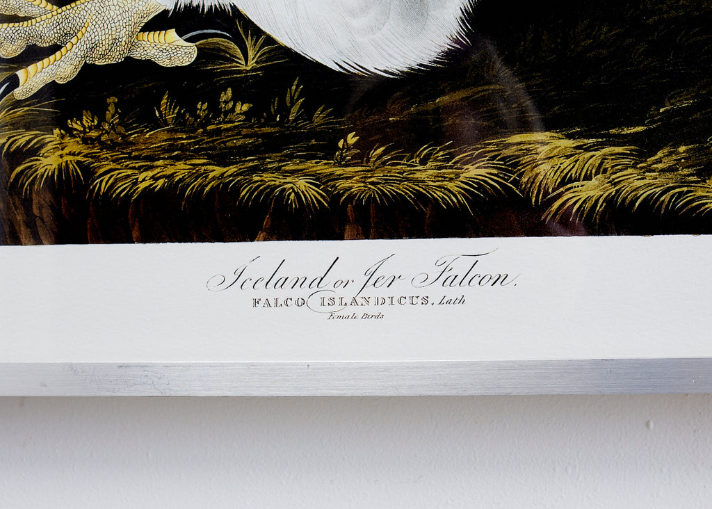 Audubon Iceland or Jer Falcon Plate #366 Havell Oppenheimer Edition