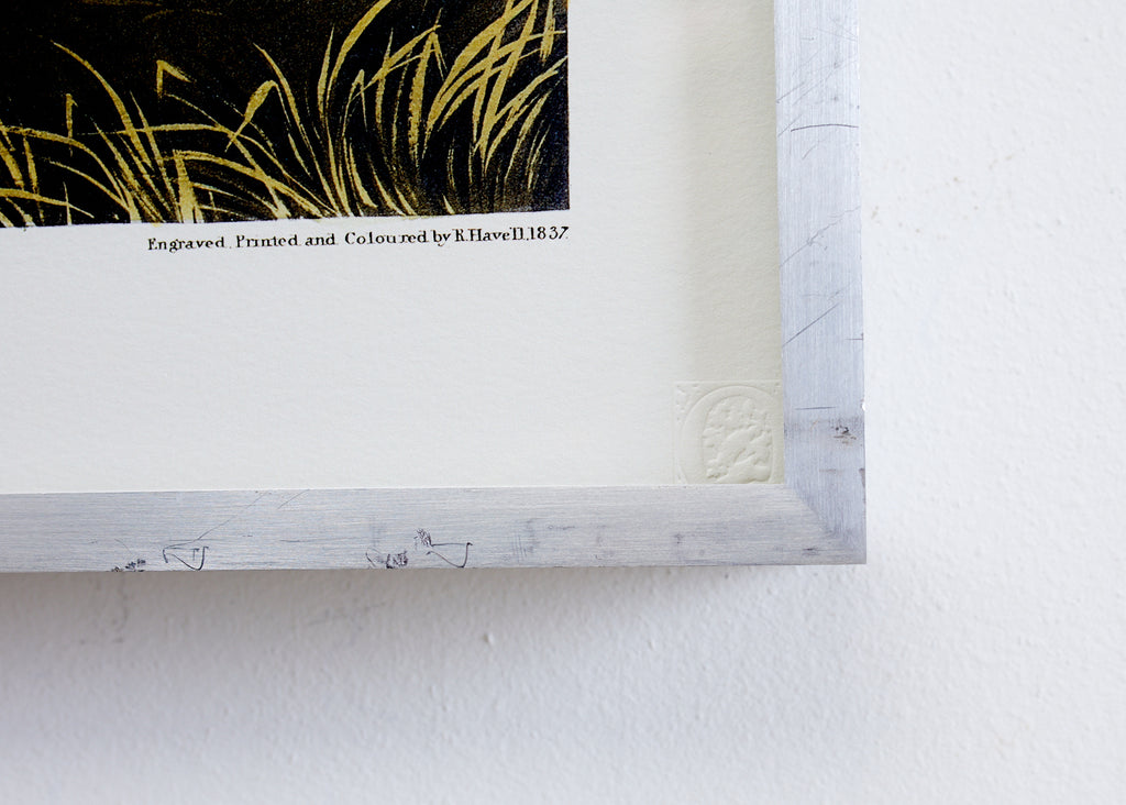 Audubon Iceland or Jer Falcon Plate #366 Havell Oppenheimer Edition