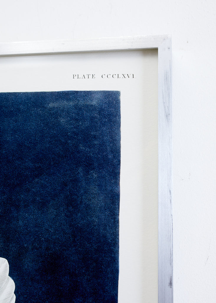 Audubon Iceland or Jer Falcon Plate #366 Havell Oppenheimer Edition