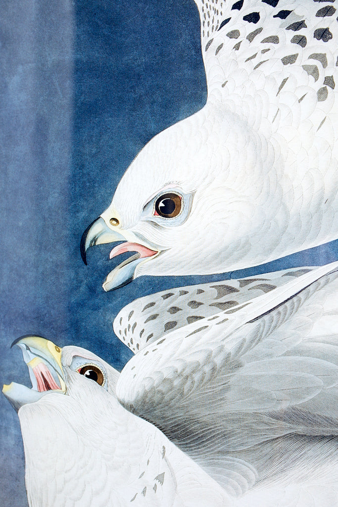 Audubon Iceland or Jer Falcon Plate #366 Havell Oppenheimer Edition