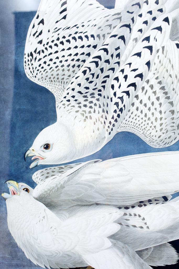 Audubon Iceland or Jer Falcon Plate #366 Havell Oppenheimer Edition