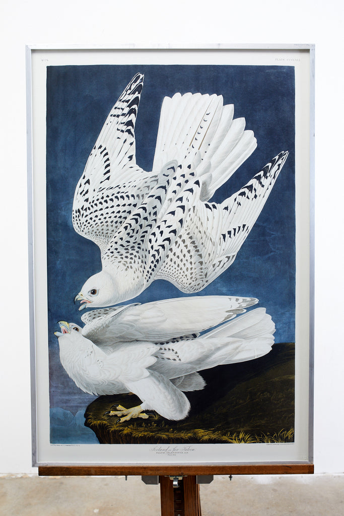 Audubon Iceland or Jer Falcon Plate #366 Havell Oppenheimer Edition