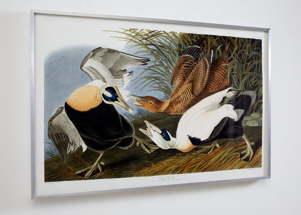Audubon Eider Duck Plate #246 Havell Oppenheimer Edition