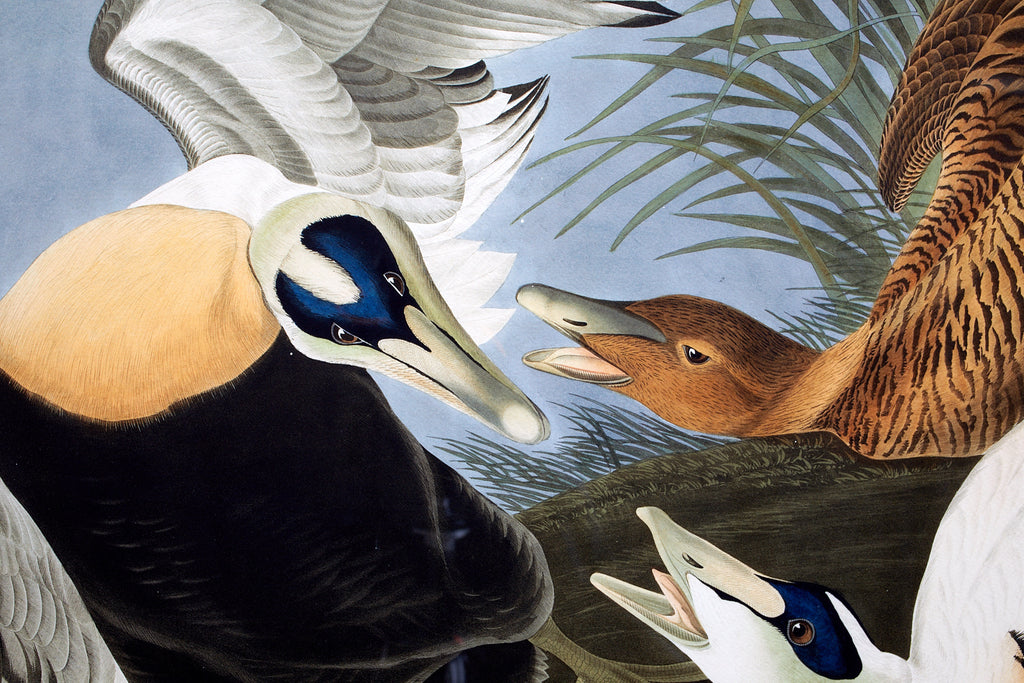 Audubon Eider Duck Plate #246 Havell Oppenheimer Edition